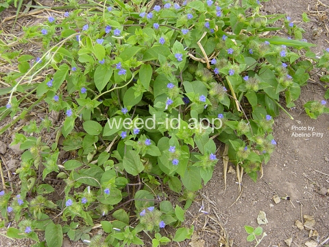 morningglory, smallflower